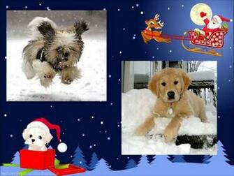 Winter Dogs Wallpaper