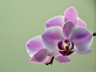 Elegant Colour Orchid Flower HD Wallpaper Flowers