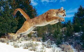Puma Animal Wallpaper HD Background Of Your Choice