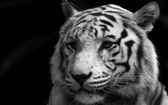 Beautiful White Tiger Wallpaper Dowload Desktop