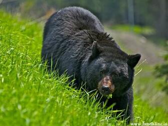 Black Bear Wallpaper American Bears HD