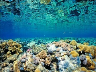 Coral Reef Wallpaper HD Background