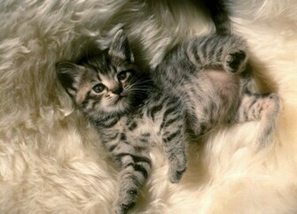 Baby Animal Wallpaper