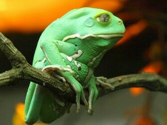 Frog Wallpaper Animal Literature