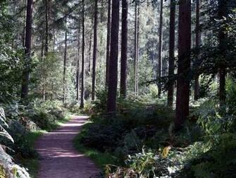 Wakerly Woods Late Spring Wallpaper