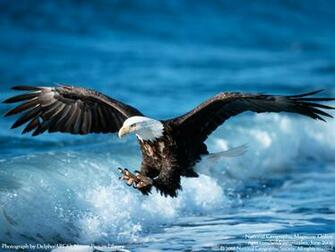 Flying Birds Eagle Wallpaper