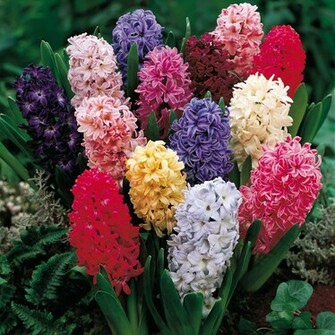 Hyacinth Flower Pictures HD Wallpaper Lovely