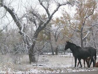 Wild Horses In The Snow Wallpaper Beautiful Pets Animals
