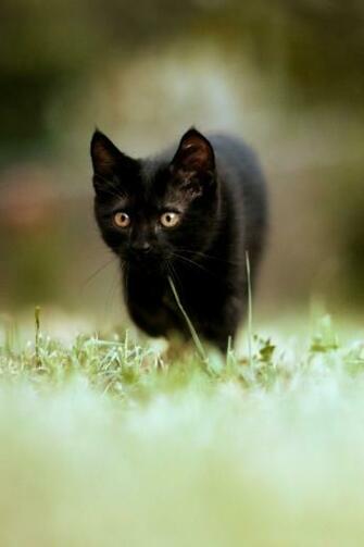 Small Black Cat iPhone Wallpaper S 3g