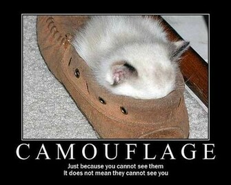 Lolcats Wide Wallpaper