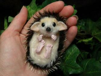 Baby Hedgehog By Treasuredbyu