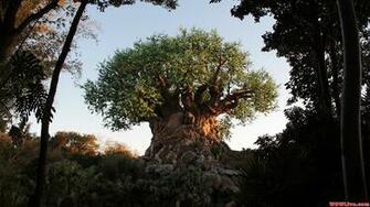 Tree Of Life The Sun Setting On Animal Kingdom S Icon