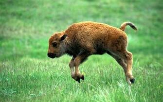 Bison Wallpaper
