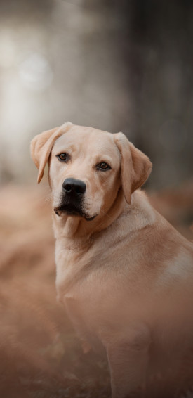 Labrador Retriever Wallpaper HD