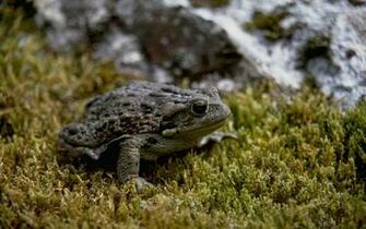 Toad Wallpaper
