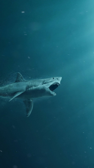 Mobile HD Shark Wallpaper