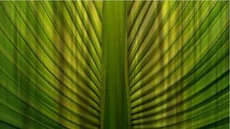 Palm Sunday Background Church Media Resource