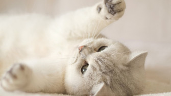 Cute Kitten 4k Wallpaper