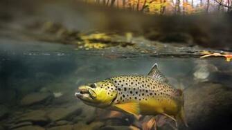 Fly Fishing Pictures Wallpaper Image Of