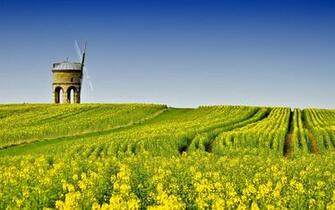 Beautiful Summer Field Wallpaper HD