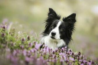 Border Collie Computer Wallpaper Desktop Background