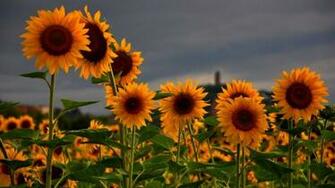 Sunflowers Field HD Wallpaper Wallpaperfx