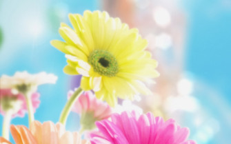 Daisy Flower Wallpaper