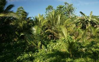 Allwallpaprz Spot Tropical Jungle Wallpaper Html