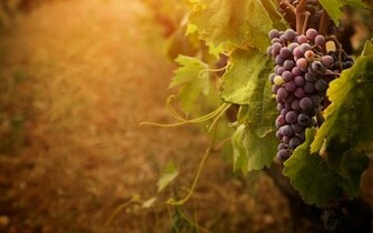 Sweet Grape Wallpaper