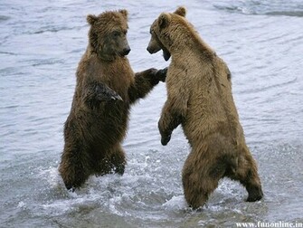 Brown Bear Wallpaper Gigantic Bears HD