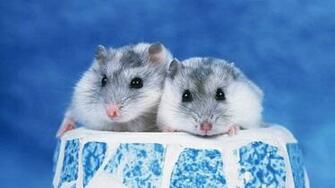 Hamster Wallpaper High Quality And Resolution