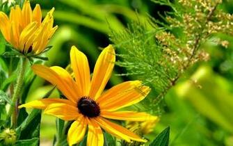 Full HD Flowers Wallpaper