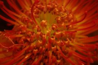 Red And Orange Flower Wallpaper