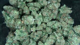 Pin Weed Kush Wallpaper Theme For Samsung Galaxy