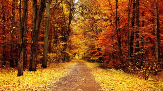 X Autumn Wallpaper