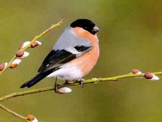 The Cat HD Desktop Birds Wallpaper Beautiful