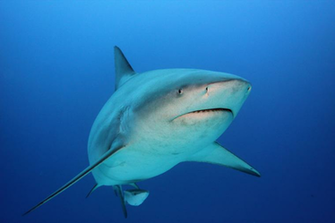 Bull Shark Wallpaper Background