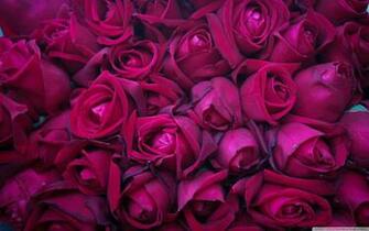Rose Wallpaper Size Amazingpict HD And