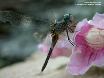 Dragonfly Wallpaper Desktop