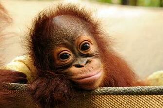Back Gallery For Baby Orangutan Wallpaper