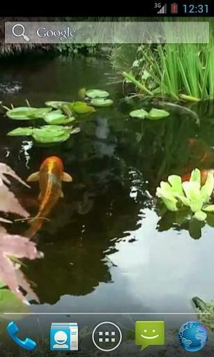 Bigger Koi Fish In Pond Live Walpaper For Android Screenshot Car