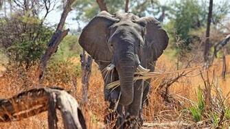 And Resolutions Available In Safari Africa Elephant