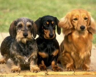 Lovely Dachshund Wallpaper