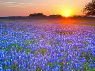 Country Texas Bluebonnet Wallpaper