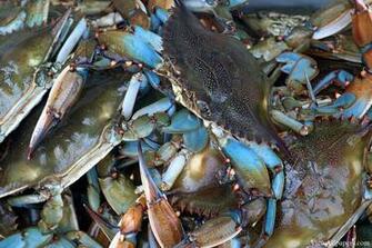 Blue Crab High Resolution Wallpaper Maryland