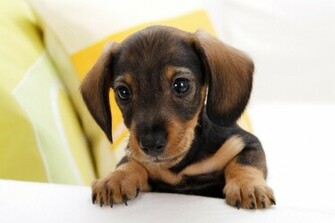 Wiener Dog HD Desktop Wallpaper