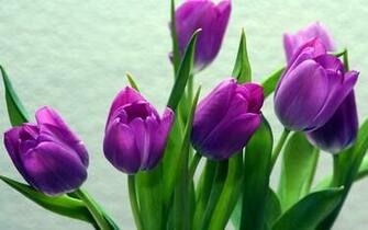 Purple Tulips Widescreen Wallpaper