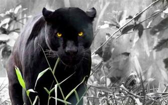 Panther Facts Wallpaper HD Background