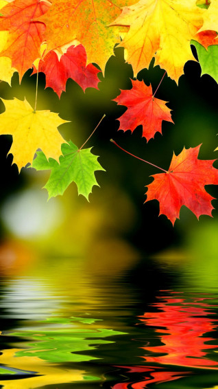 Autumn iPhone Plus With Falling Leaves Wallpaper