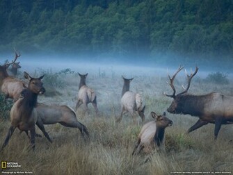 Elk Wallpaper Jpg